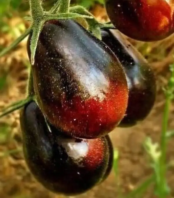 Tomaten: Blue Keyes