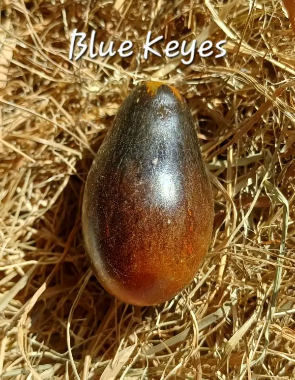 Tomaten: Blue Keyes