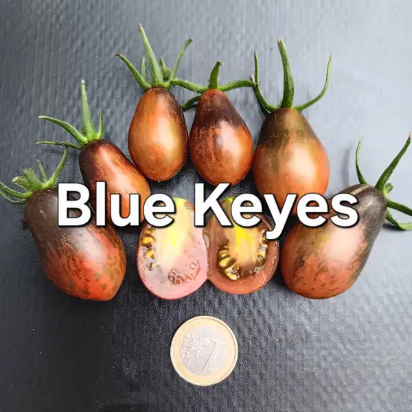 Tomaten: Blue Keyes
