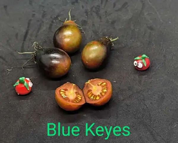 Tomaten: Blue Keyes