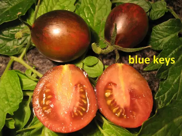 Tomaten: Blue keys
