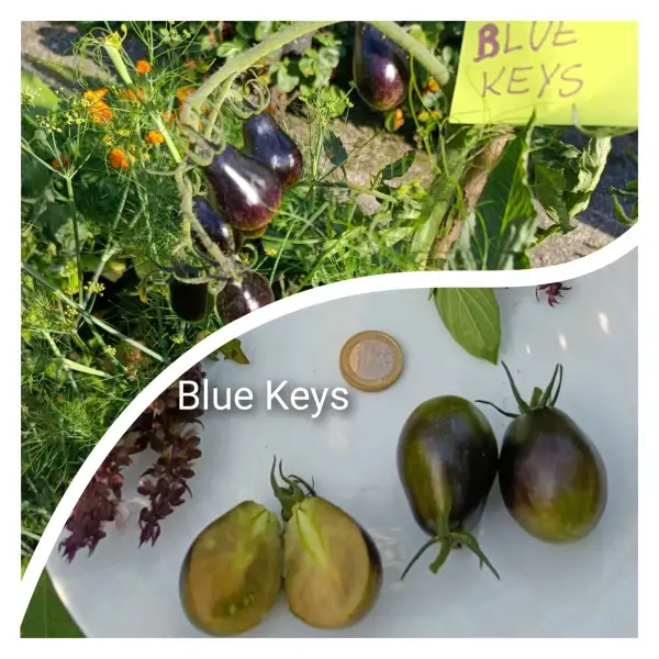Tomaten: Blue keys