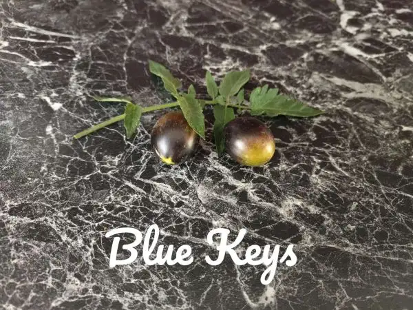 Tomaten: Blue keys