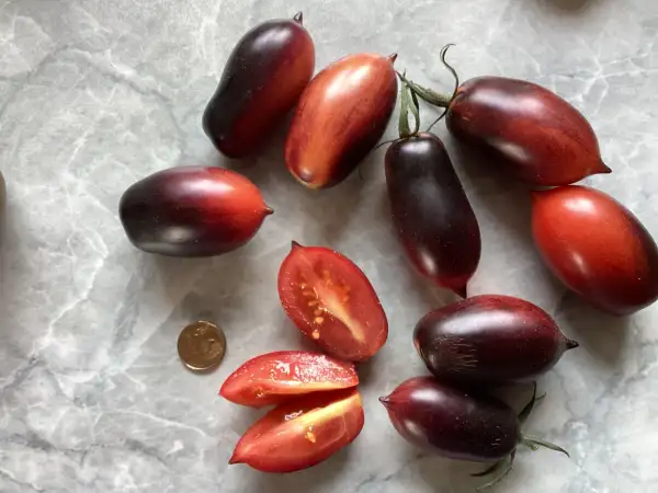 Tomaten: Blue Kumquat