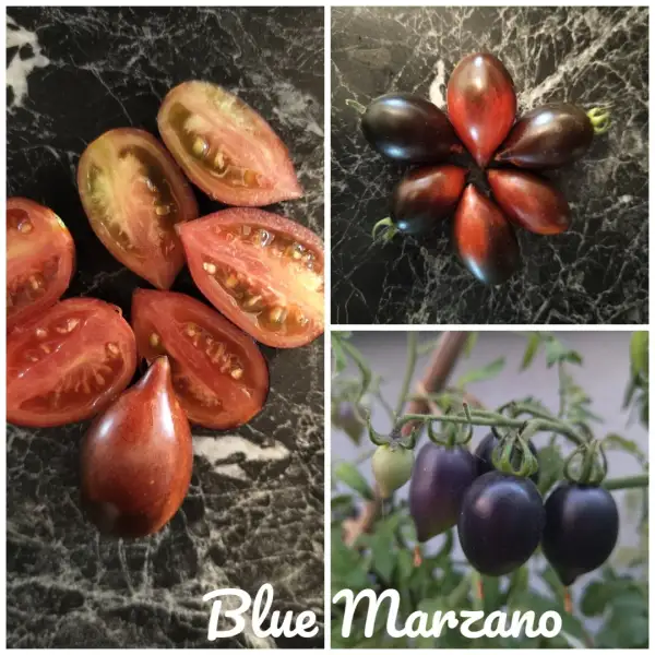 Tomaten: Blue Marzano