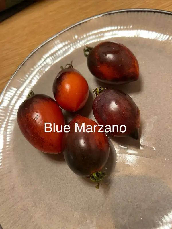 Tomaten: Blue Marzano