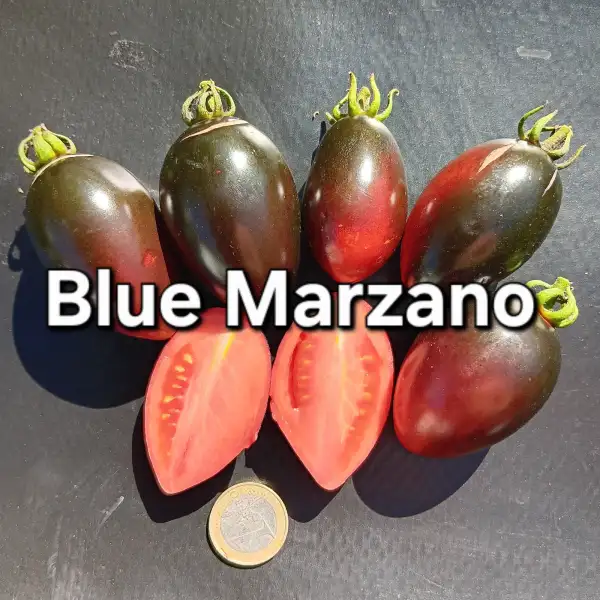 Tomaten: Blue Marzano