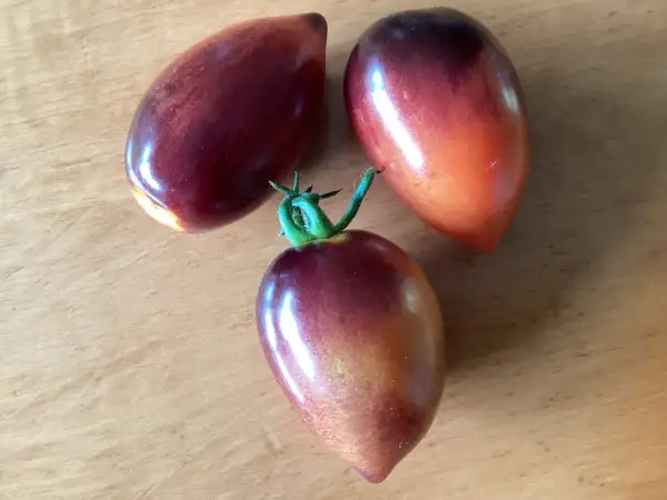 Tomaten: Blue Marzano