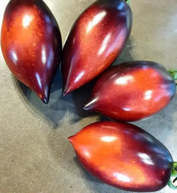 Tomaten: Blue Marzano