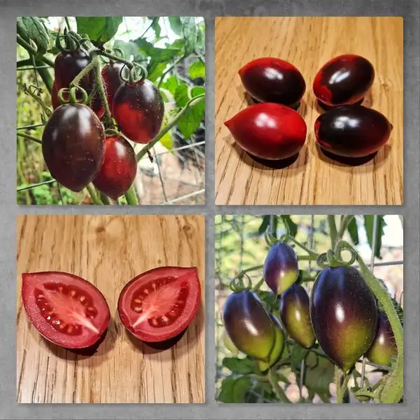 Tomaten: Blue Marzano