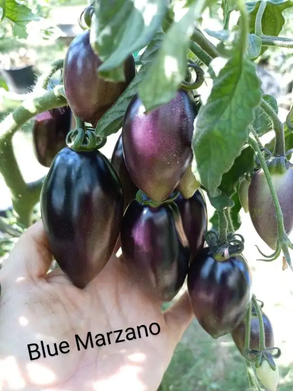 Tomaten: Blue Marzano