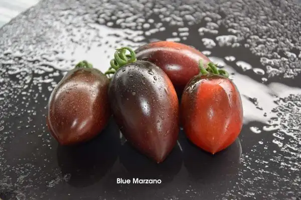 Tomaten: Blue Marzano