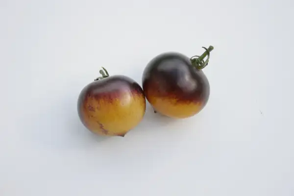 Tomaten: Blue Orange