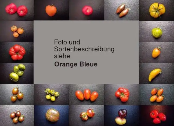 Tomaten: Blue Orange