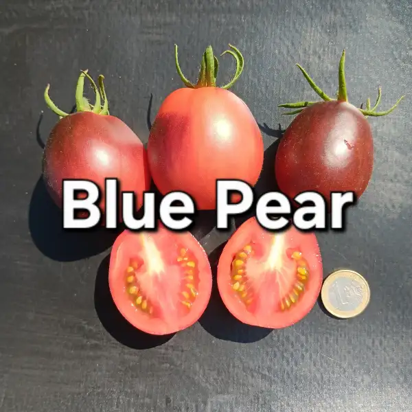 Tomaten: Blue Pear