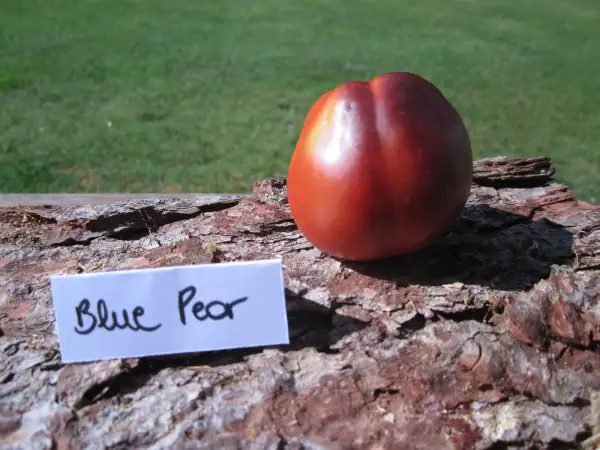 Tomaten: Blue Pear