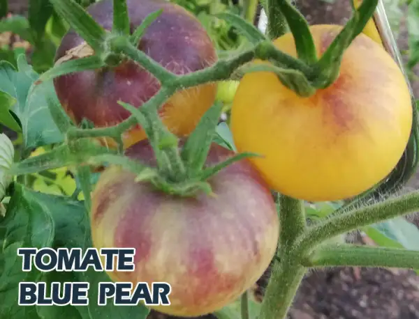 Tomaten: Blue Pear