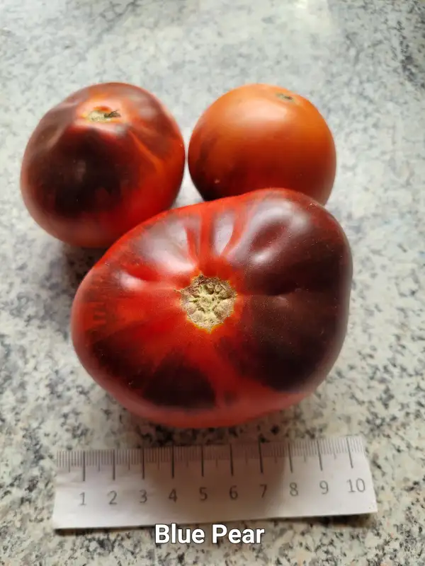 Tomaten: Blue Pear