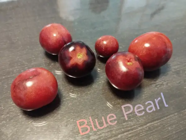 Tomaten: Blue Pearl