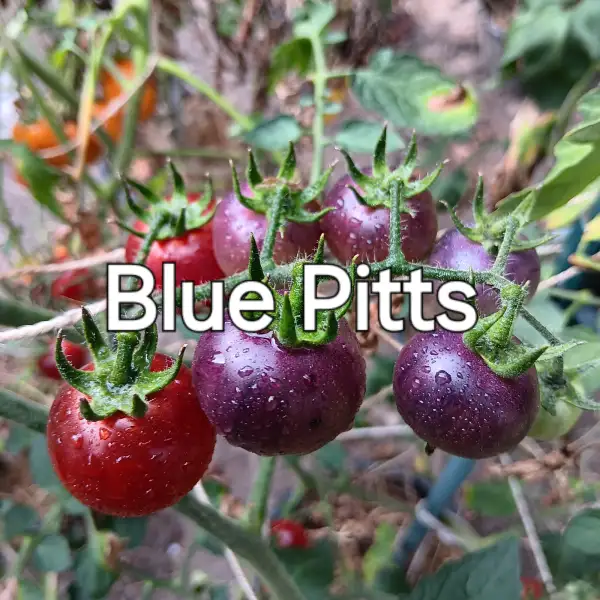 Tomaten: Blue Pitts
