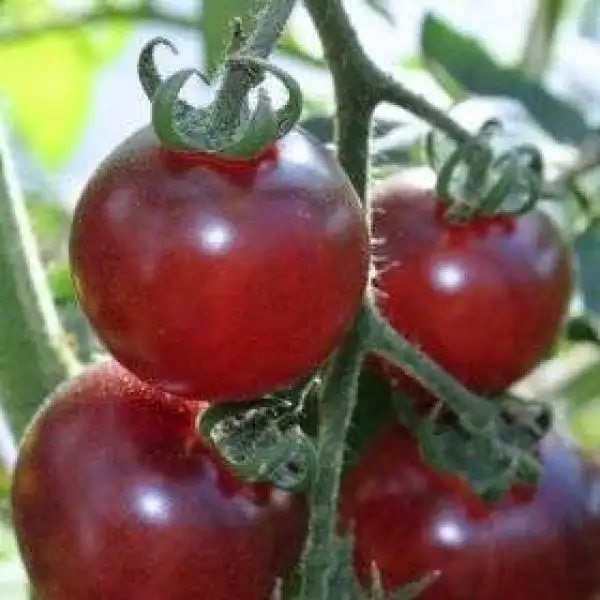 Tomaten: Blue Pitts