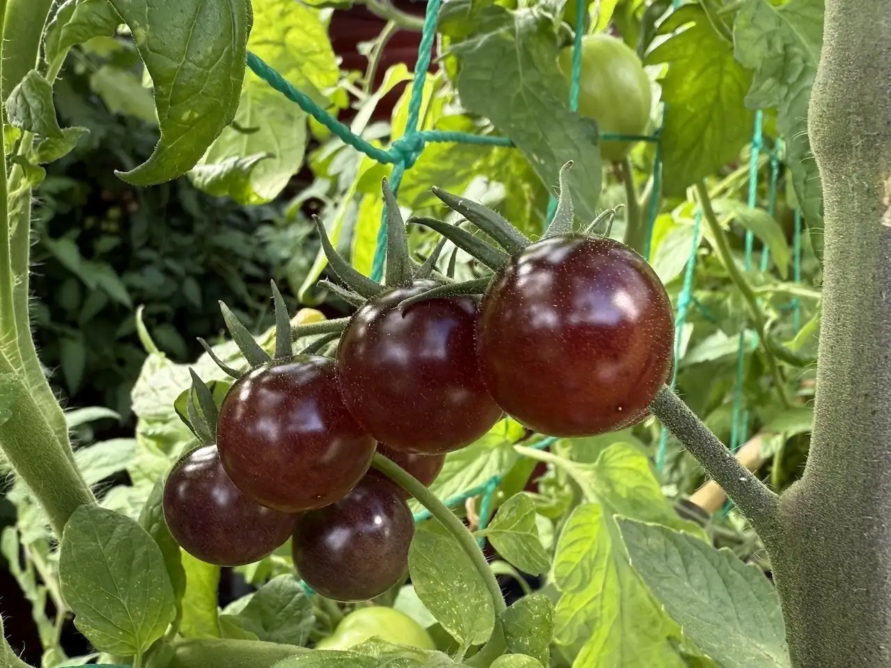 Tomaten: Blue Pitts