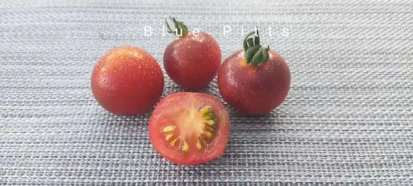 Tomaten: Blue Pitts