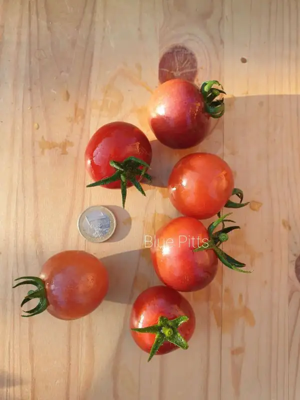 Tomaten: Blue Pitts