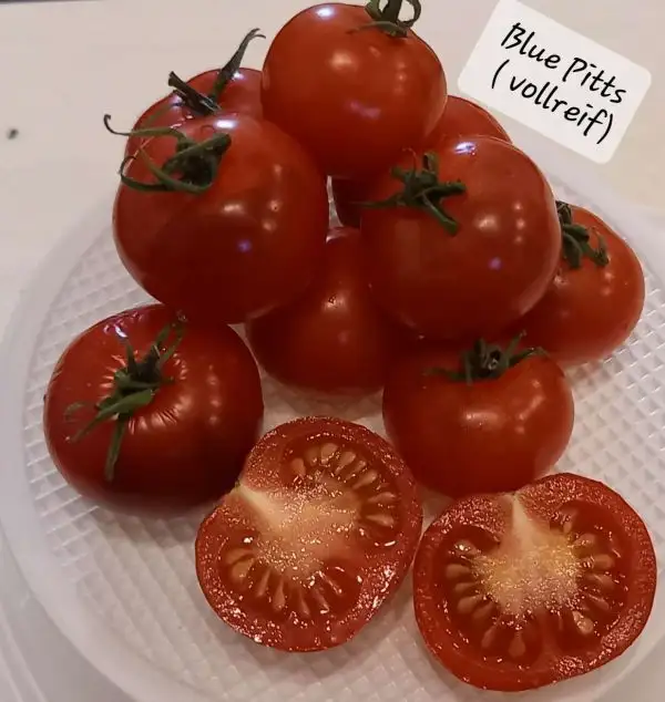 Tomaten: Blue Pitts