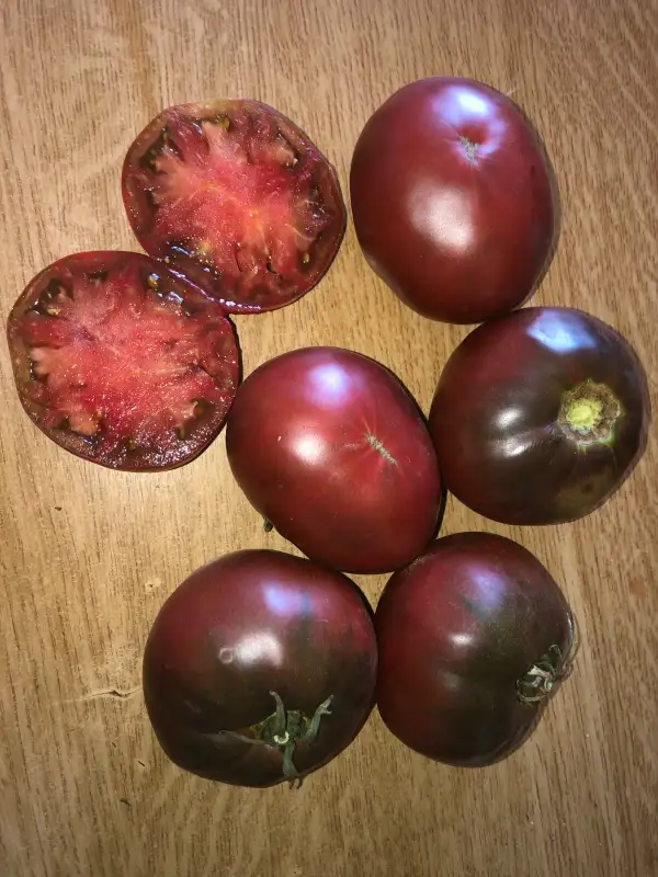 Tomaten: Blue Ridge Black