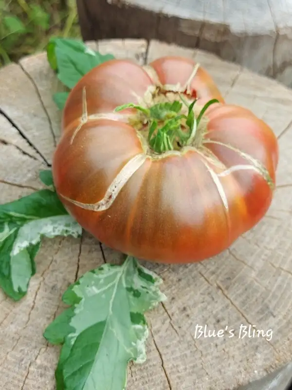 Tomaten: Blue