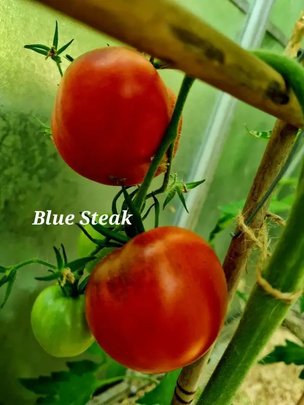 Tomaten: Blue Steak