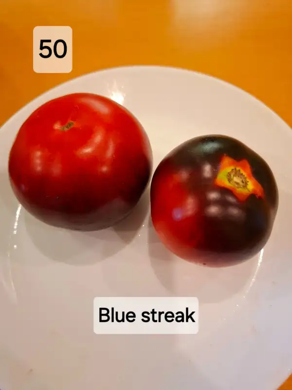 Tomaten: Blue Streak