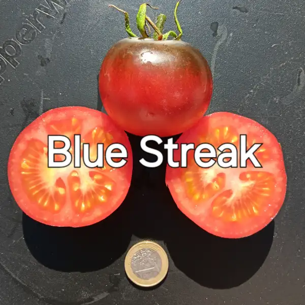 Tomaten: Blue Streak
