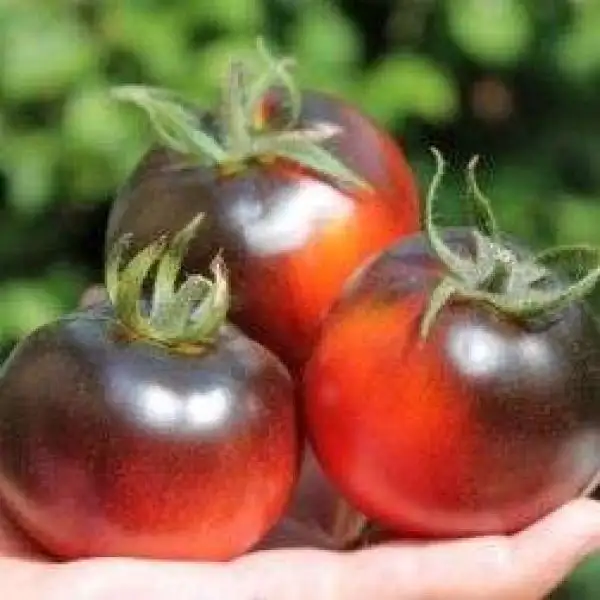 Tomaten: Blue Streak