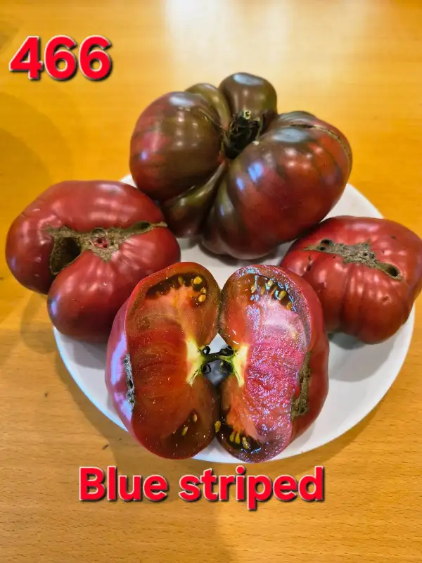 Tomaten: Blue Striped