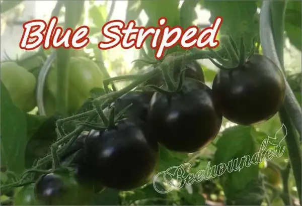 Tomaten: Blue Striped