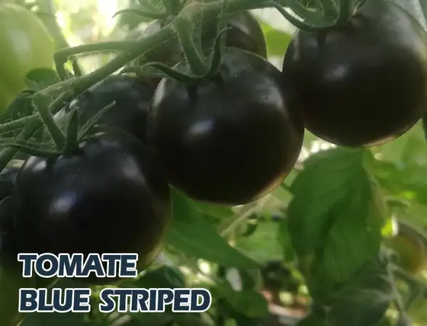 Tomaten: Blue Striped