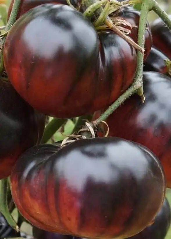 Tomaten: Blue Tom