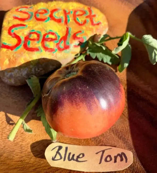 Tomaten: Blue Tom