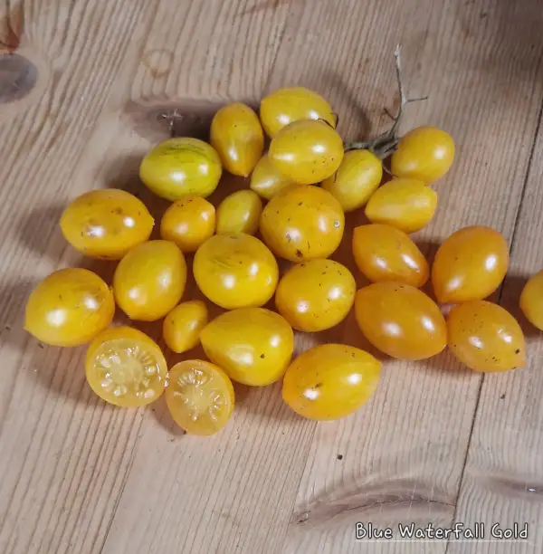 Tomaten: Blue Waterfall Gold