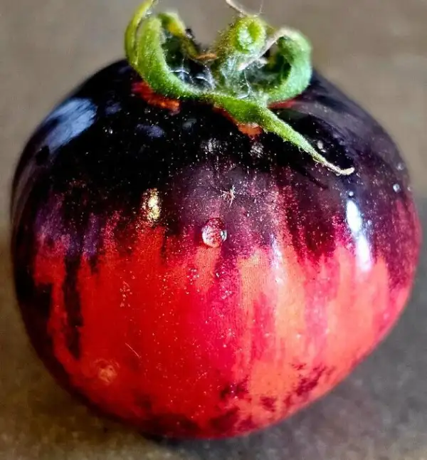 Tomaten: Blue Wax