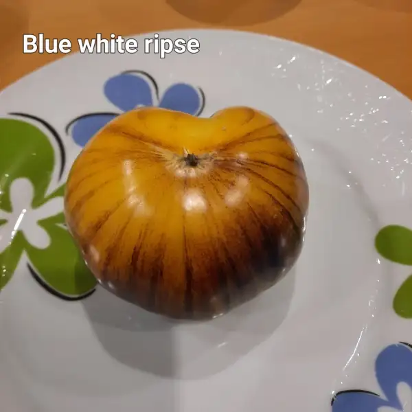 Tomaten: Blue Whiteripse