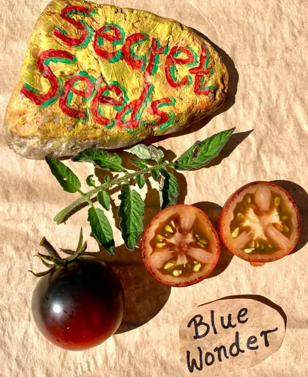 Tomaten: Blue Wonder