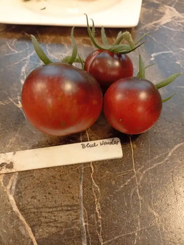 Tomaten: Blue Wonder