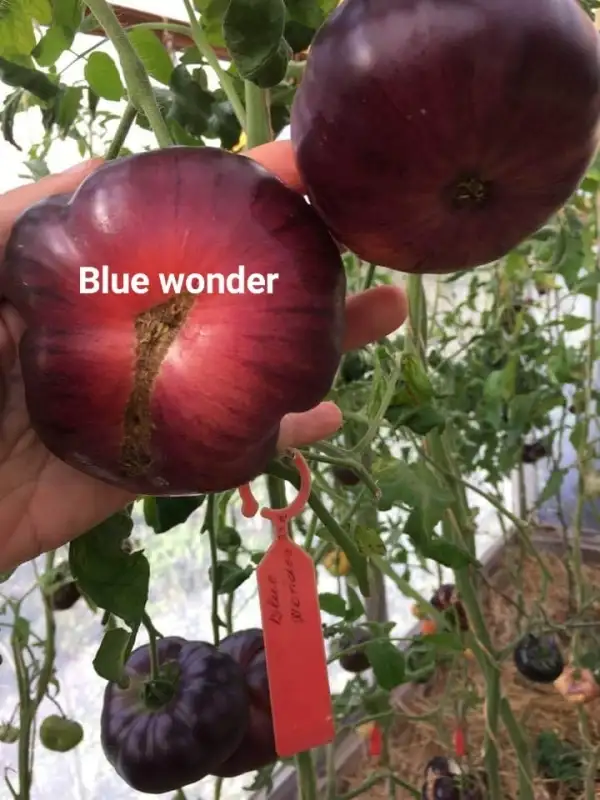 Tomaten: Blue Wonder