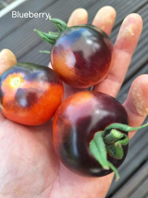 Tomaten: Blueberry