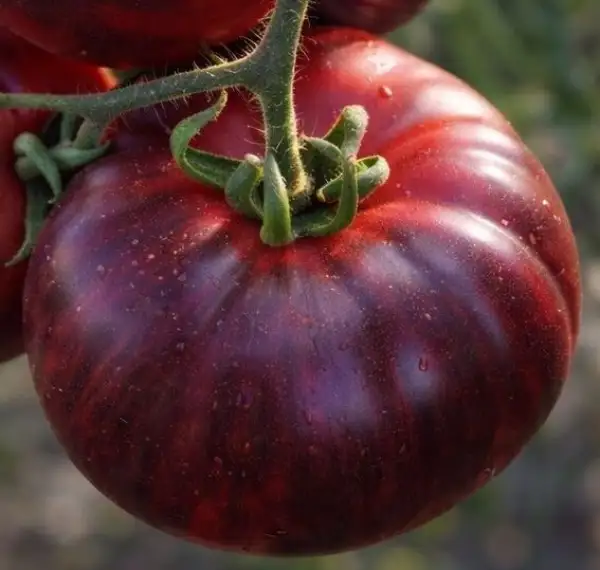 Tomaten: Blueberry Dessert