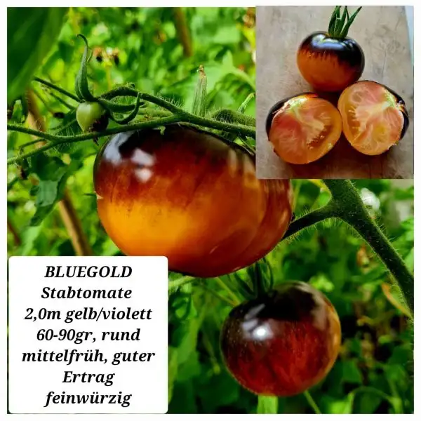 Tomaten: BLUEGOLD