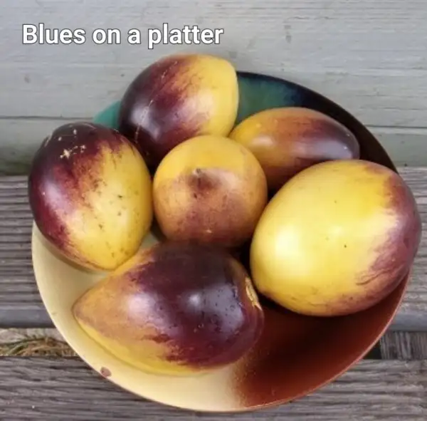 Tomaten: Blues on a platter